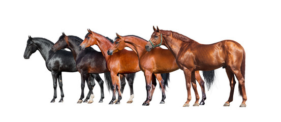 Horses isolated on white. Group of different horses standing on white background.