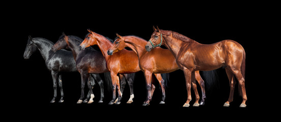 Horses isolated on black. Group of different horses standing on black background.