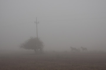 A MORNIG OF FOG WITH HORSES