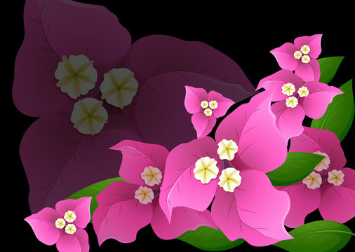 Pink bougainvillea flowers on black background