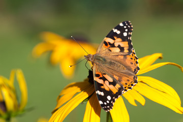 Schmetterling Distelfalter auf Blüte einer Gerbera