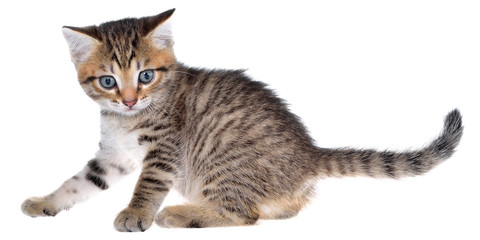 Shorthair brindled kitten crawling sneaking isolated