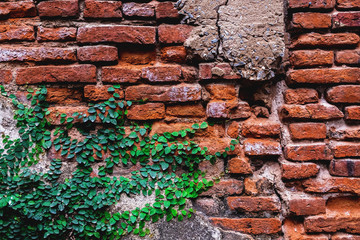 Old red brick wall with green ivy climber background