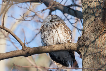 Tawny or brown owl with ice on face sitting on branch and freezing under blue sky in winter