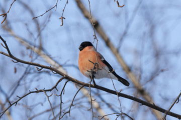 Male bullfinch sitting on branch of birch under blue sky in winter