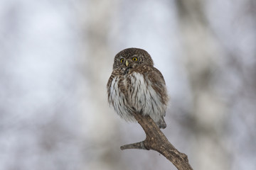 Eurasian pygmy owl sitting on the end of branch close-up whith blurred background