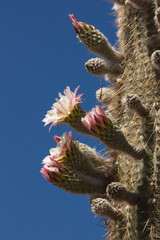 the blossoming cactus in the highlands of Chile