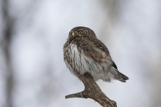 Eurasian pygmy owl sitting on the end of branch close-up whith blurred background