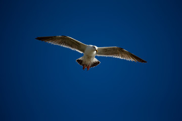 Fototapeta premium Flying over