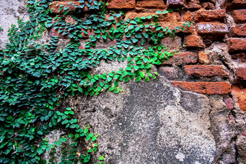 Fototapeta premium Green ivy climber on the old red brick and concrete wall background