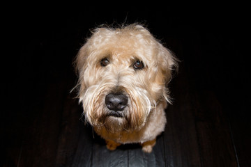 Dog Headshot - Wheaten Terrier