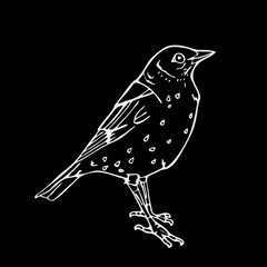 Hand-drawn pencil graphics, small bird. Engraving, stencil style.