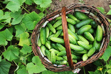 Fresh harvest of cucumbers in a basket