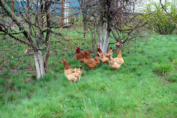 Small group of red hens are on bright green grass.