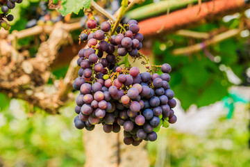  large bunches of red wine grapes hang from a vine, warm backgro