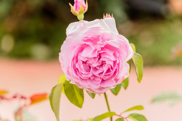 fresh roses in natural background in garden