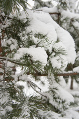 Branch of pine tree under white snow vertical