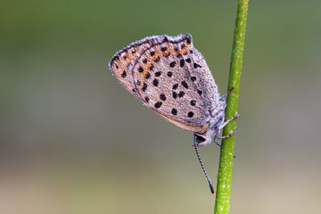 Bläuling mit Morgentau benetzt auf einer Binse