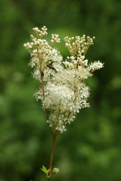  Reine-des-pr&eacute;s ou spir&eacute;e ulmaire (Filipendula ulmaria)