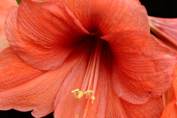 stamens and petals of red blossoming amaryllis