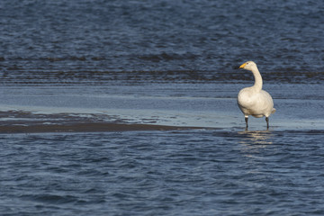 Fototapeta premium 白鳥
