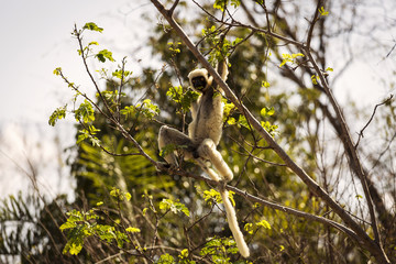 Lemur in their natural habitat, Madagascar.