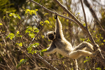 Lemur in their natural habitat, Madagascar.