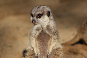 Fototapeta premium Suricatas