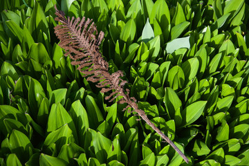 fern branch