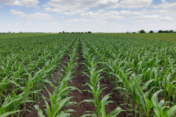 Green corn field © allexxandarx