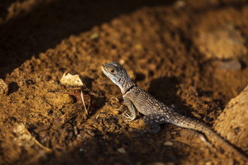 Closeup of a cameleon in his natural habitat, Madagascar.
