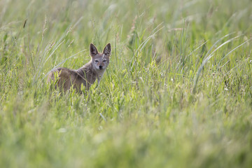 Black backed jackal walking on green grass looking for food
