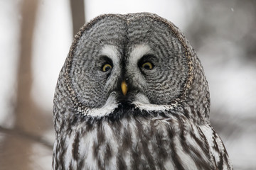 Great grey owl looking amazed sharpy portrait with blurred background