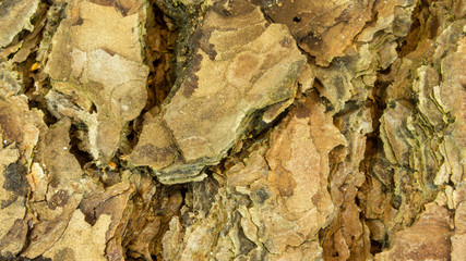 Natural pine tree bark abstract background