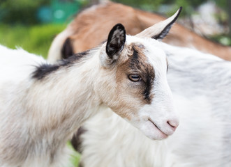 Cute little goat in a pasture