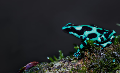 Green and black poison dart  sitting on a tree trunk