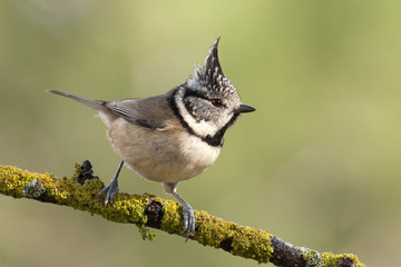 Crested tit. Lophophanes cristatus