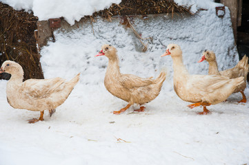 White ducks in the snow