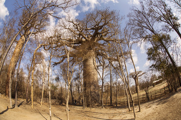 The oldest Baobab Tree near to Morondava, Madagascar.