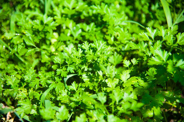 Parsley growing