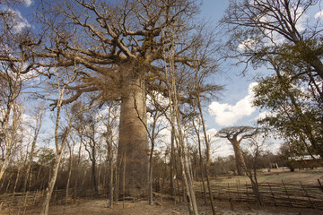 Fototapeta na wymiar The oldest Baobab Tree near to Morondava, Madagascar.