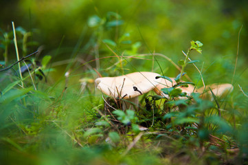 Obraz premium Russula mushroom in the coniferous forest