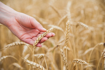 Fototapeta na wymiar Hands touching golden wheat field