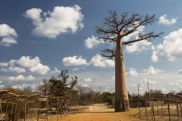 Fototapeta premium Baobab Alley in Madagascar, Africa. Beautiful and colourful land