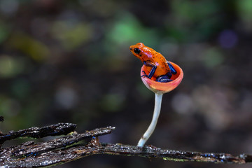 Blue jeans dart frog in Costa Rica sitting in a fungi cap