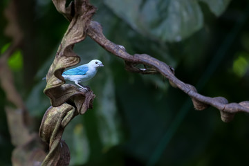 Blue gray tanager sitting on a branch in the rainforest