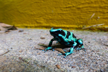 Green and black poison dart frog is sitting on stairway