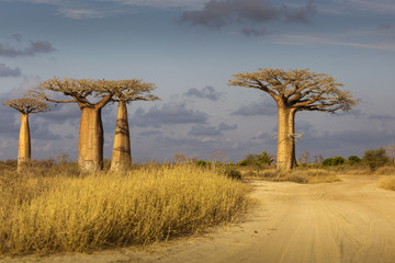 Baobab Alley in Madagascar, Africa. Beautiful and colourful land
