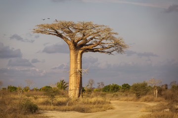 Fototapeta premium Baobab Alley in Madagascar, Africa. Beautiful and colourful land
