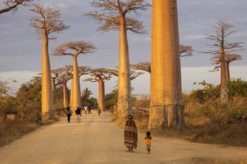 Baobab Alley in Madagascar, Africa. Beautiful and colourful land